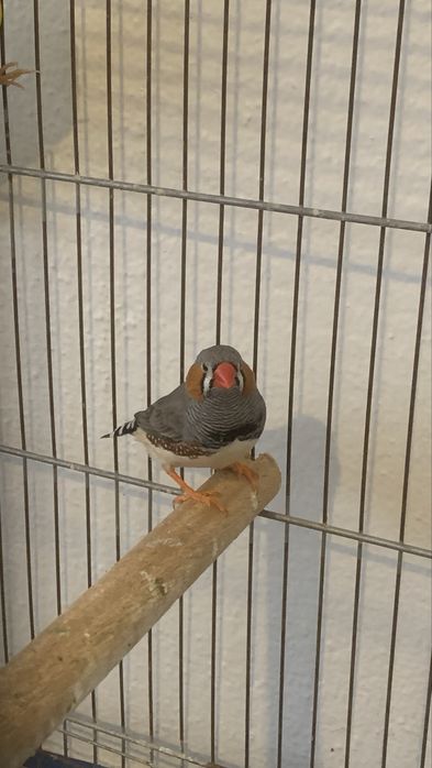 Mandarim machos e 2 bengalins