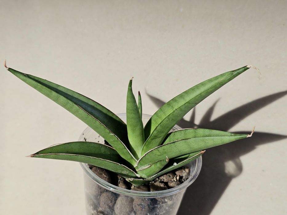 Sansevieria hybrid 'Light' sansewieria