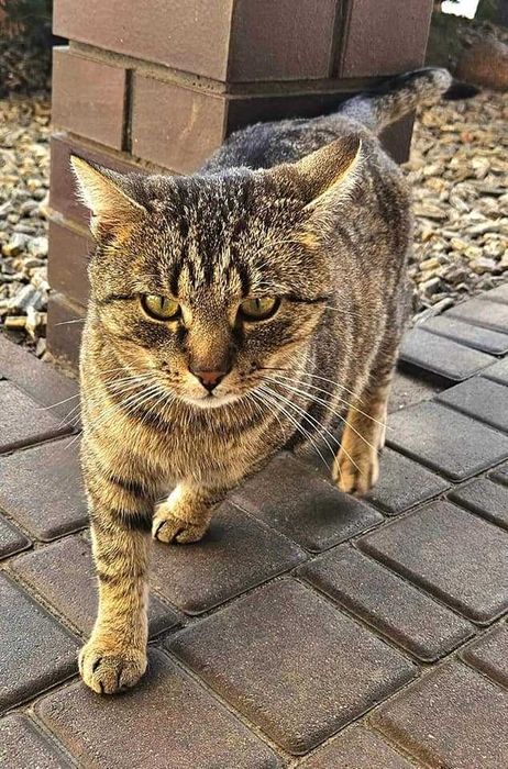 Marian to typowy koci kluchol z sercem z waty cukrowej