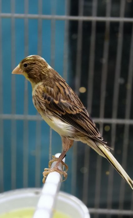 Canários raça espanhola miniatura