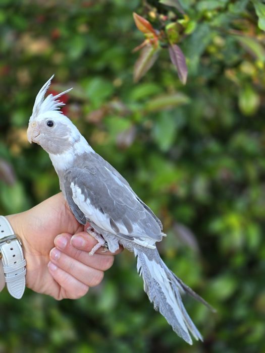Caturras Domesticadas