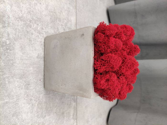 Mech Chrobotek Reniferowy w betonowej doniczce, 10,5cm