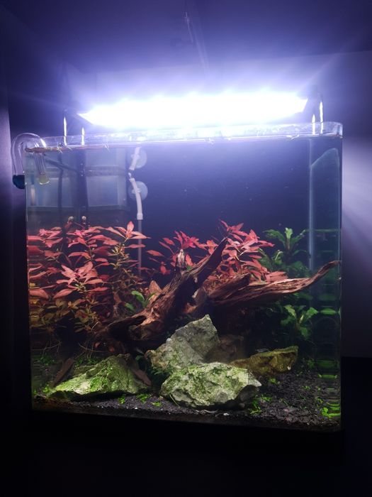 Akwarium 19 l z roślinami i krewetkami