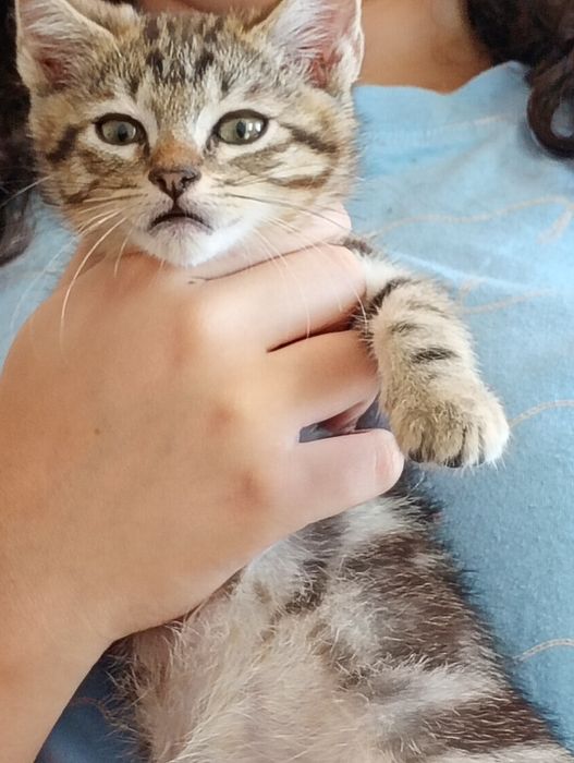 lindos gatinhos doa-se