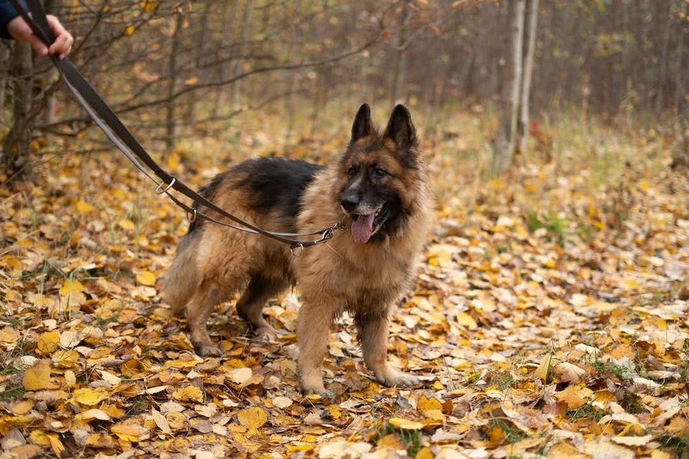 Brutus pies schronisko Rybnik