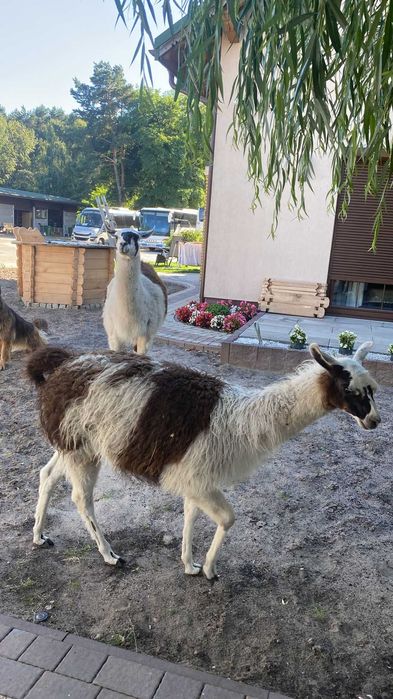 Sprzedam dwie lamy samce
