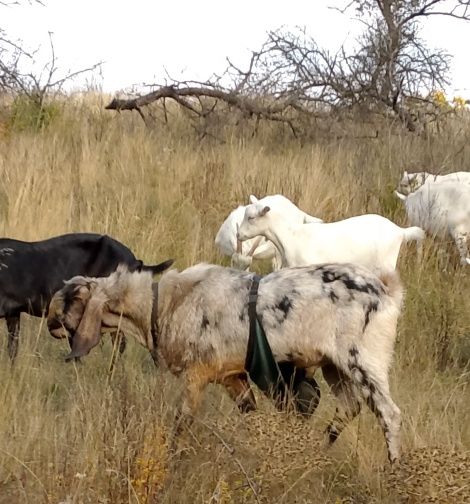 Козёл, цап англо-нубийский