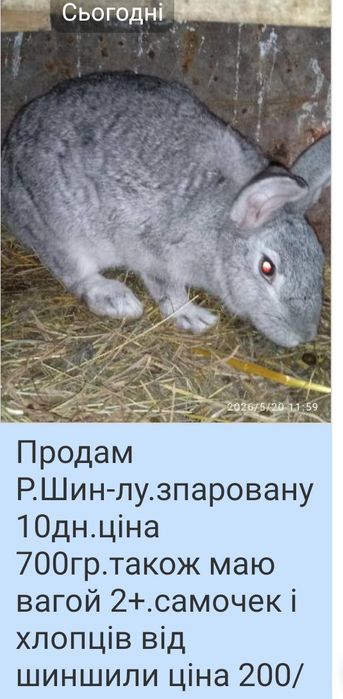 продам кроликів різною вагою і віком .Можлива спаровка)!