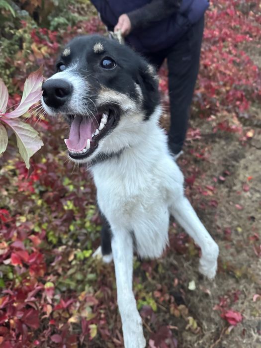 Метис бордер колли девочка Мэй ищет семью