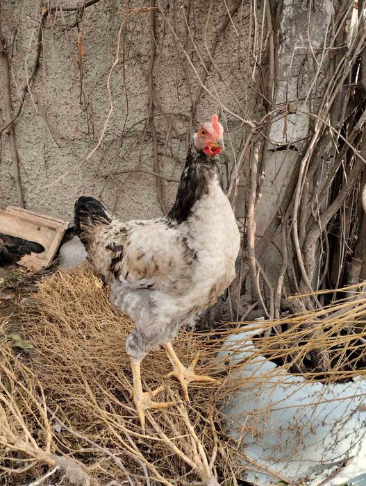Продаються гарні півні для розведення