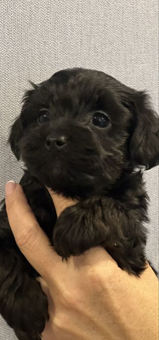 Йоркширский терьер