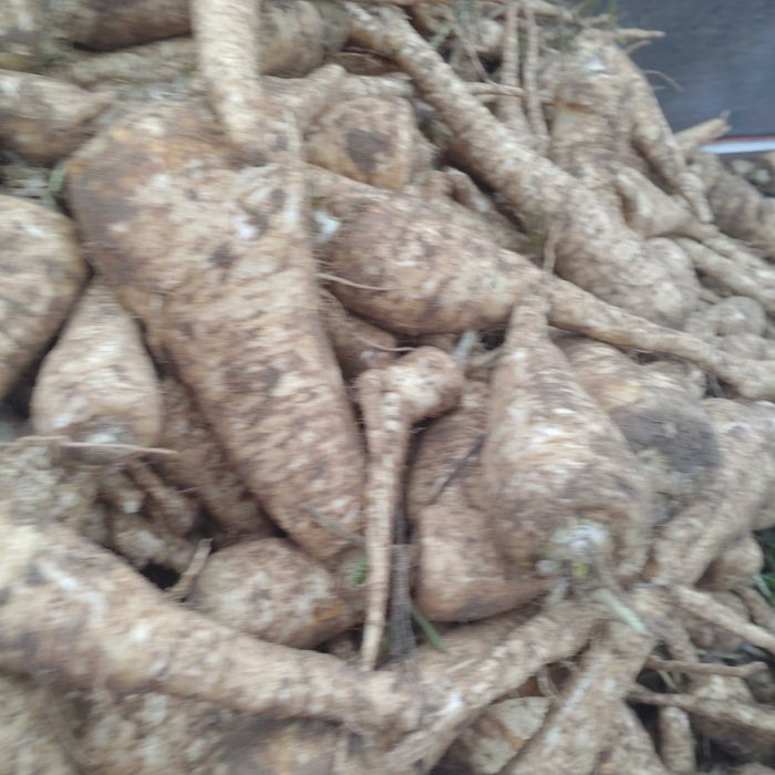 Sprzedam pietruszkę