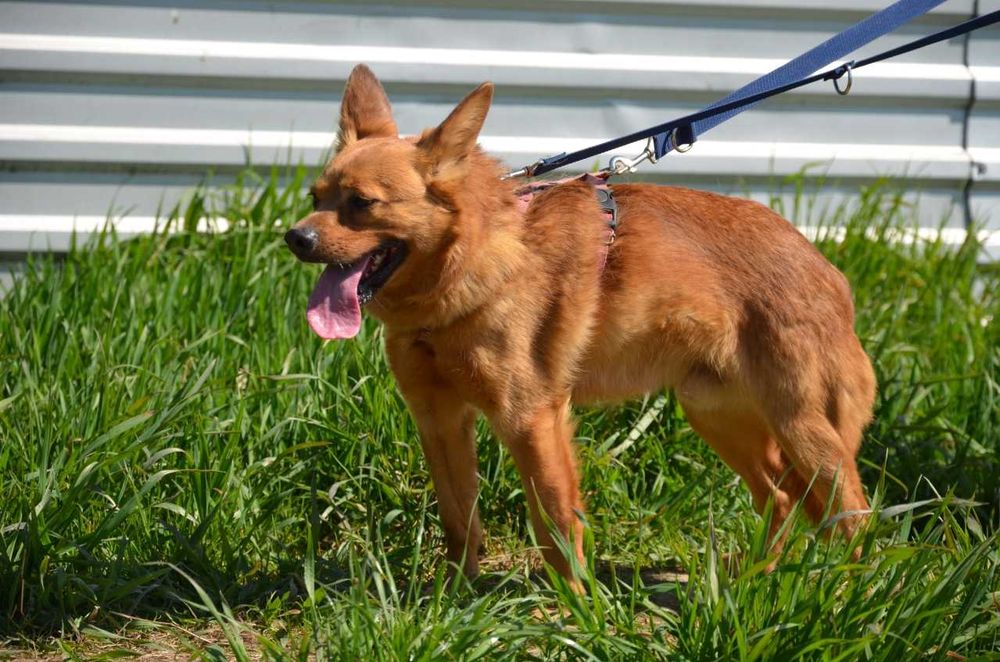Rafi - kto go przytuli do serca ? ADOPCJA