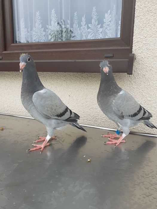 Gołębie pocztowe ,młode do lotu.
