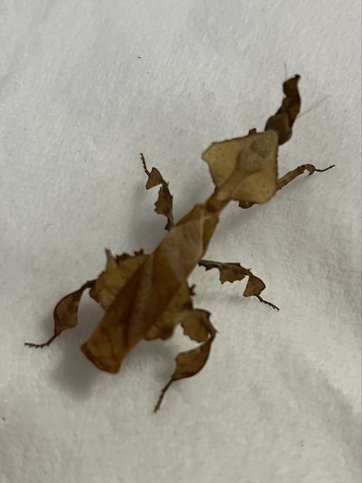 Modliszki liściogłowe (Phyllocrania paradoxa) imago