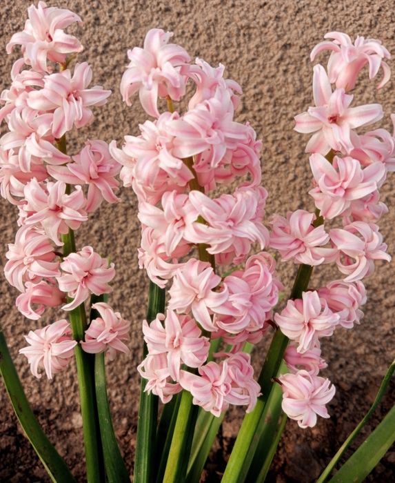 Продам гіацинти/продам гиацинты