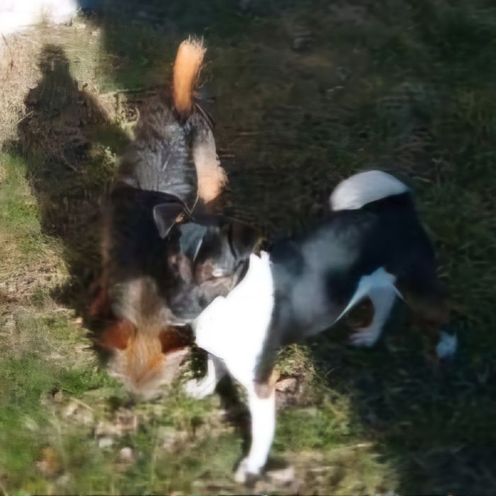 Sunie - młode, małe