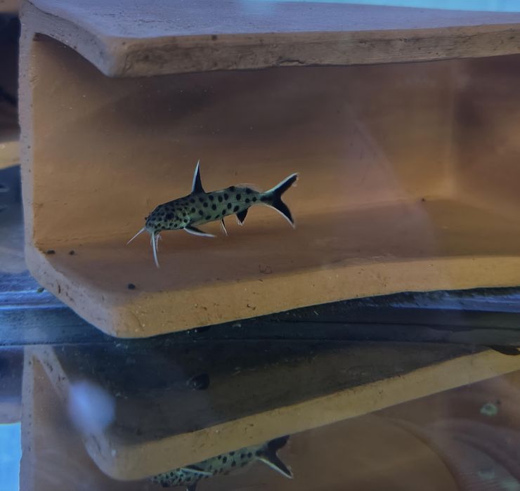 Synodontis  petricola