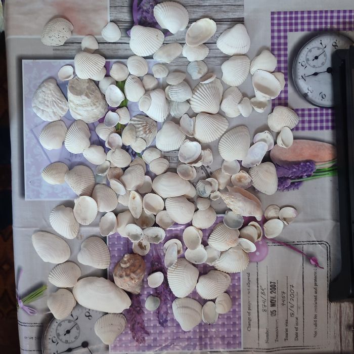 Ракушки, Мушлі. Для акварюма или поделок