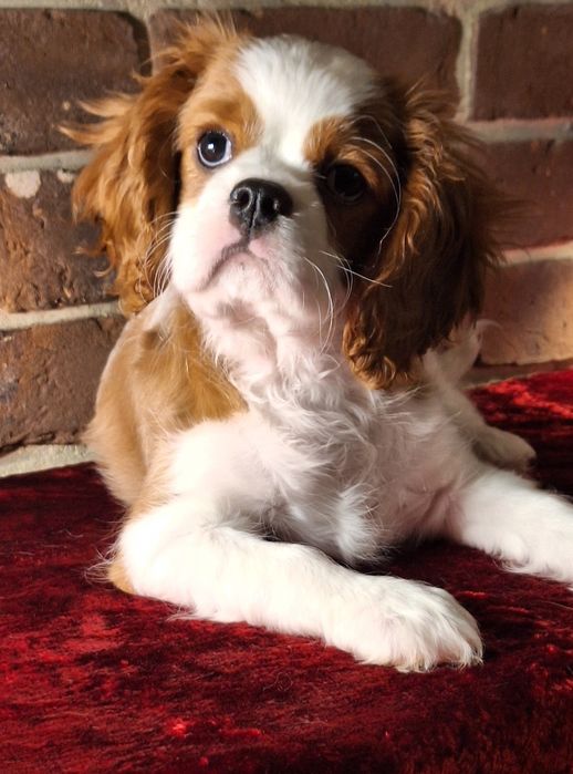 Cavalier King Charles Spaniel - prześliczna suczka