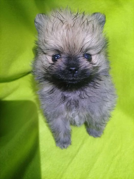 Щенок померанчик мини