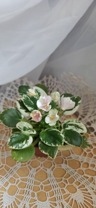 Свежесрезаный лист фиалки