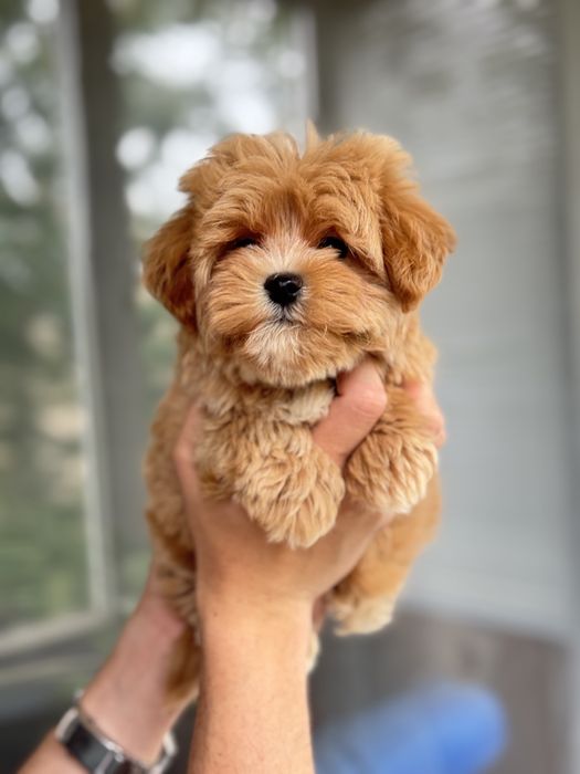 Мальтипу кривой рог мини мальчик