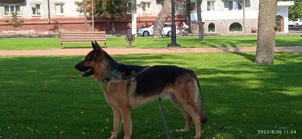 Східноєвропейська вівчарка кобель шукає пару.