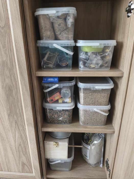 Kanarki zółte(samiec Francesco i samica Miriam)