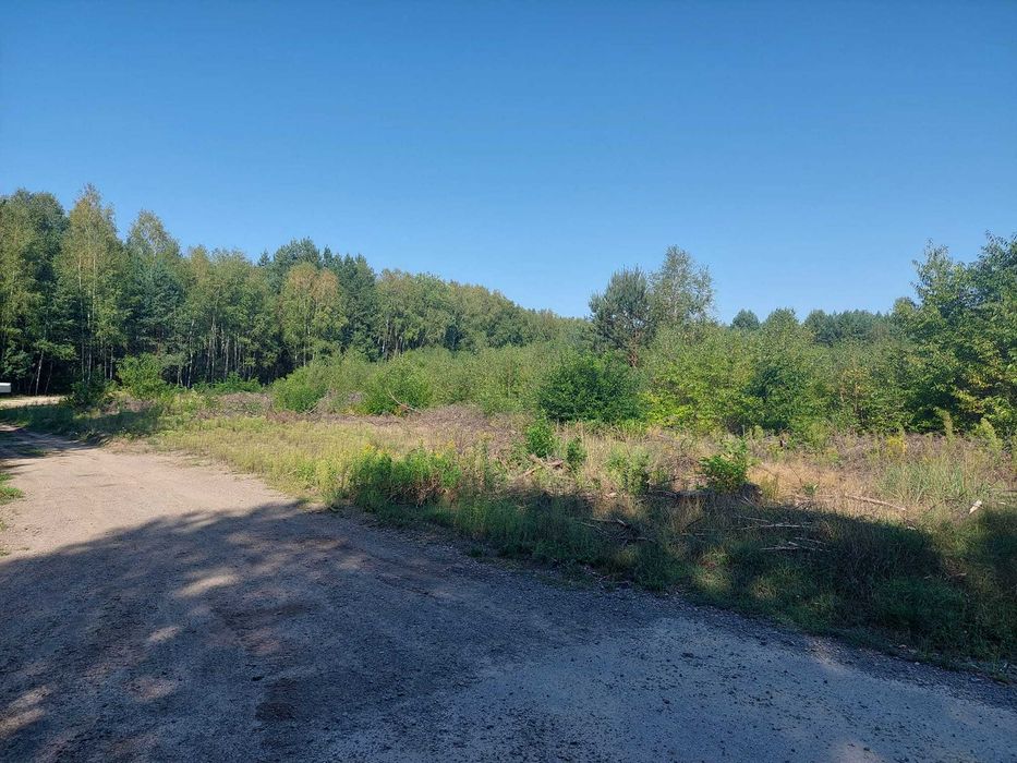 mulczer leśny czyszczenie działek rekultywacją koszenie wycinka