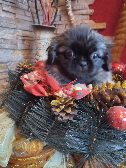 Продам цуценят Пекінесиків