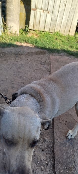 Відаю собаку в добрі руки