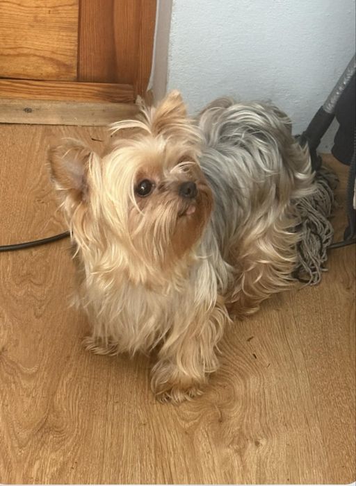 Yorkshire Terrier suczka paszport