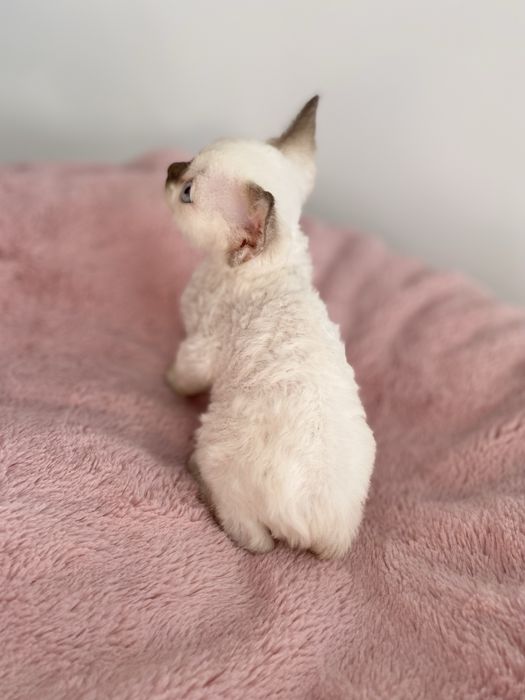 Noa Calvados*PL przekochany chłopczyk Devon Rex błękitne  oczy, filmiki