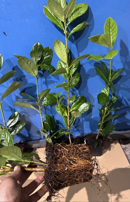 Laurowiśnia NOVITA 50-70cm w Doniczkach P9