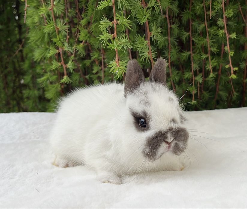 Mini lop Karzełek Baranek Karzełek Teddy Karzełek Niderlandzki Królik Króliki Karzełki Miniaturka Miniaturki Mini Króliczki Baranki Legalna Hodowla