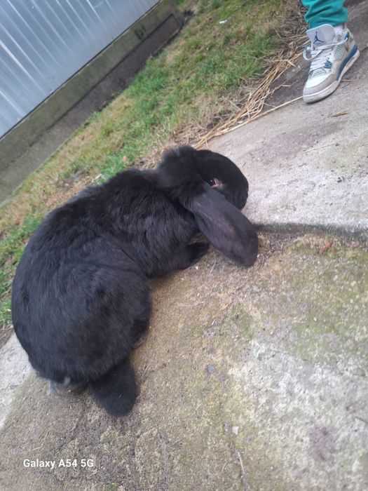 Krolik baranek samczyk