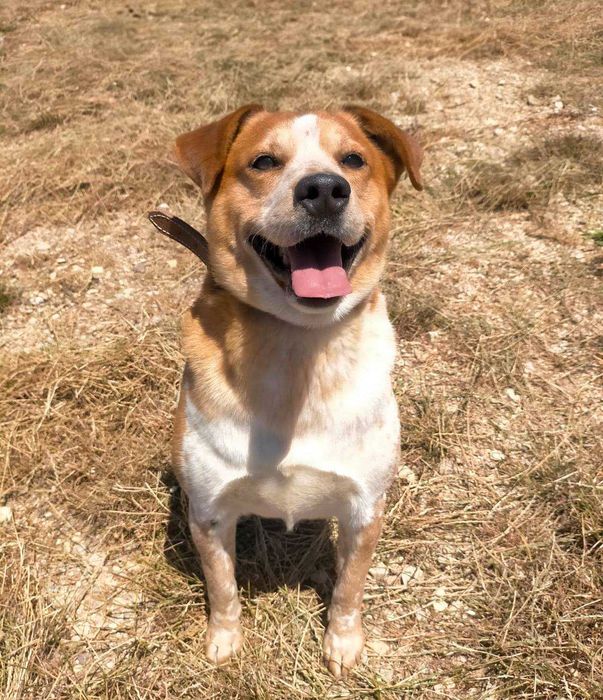 Sebastião - médio grande para adoção