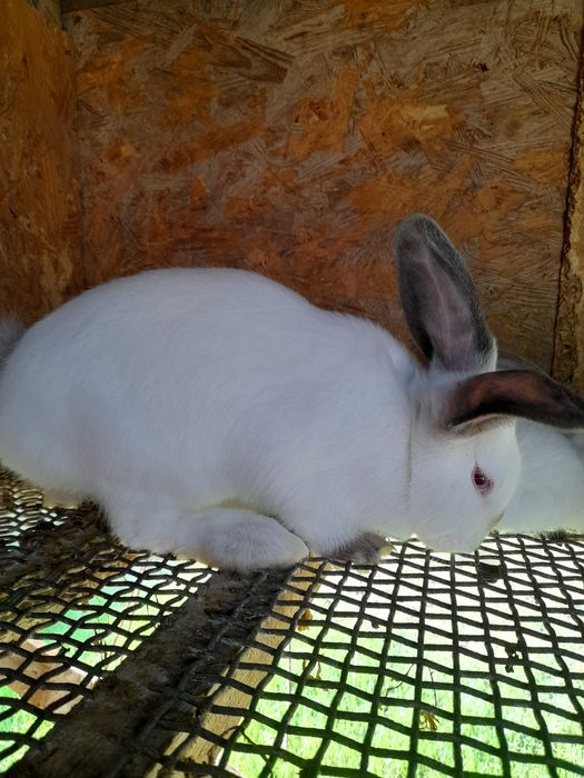 Каліфорнійські кролики