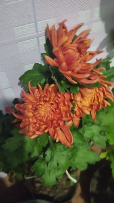 Продам хризантеми.