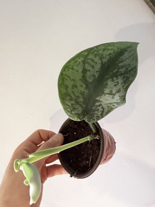 Scindapsus silver ann