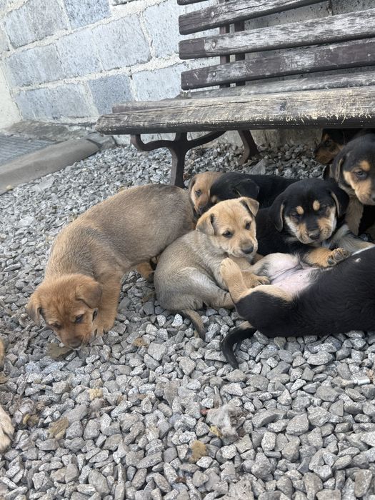 Oddam pieski w dobre ręce