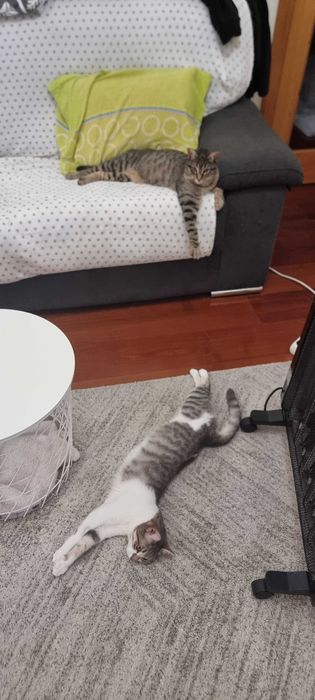 Gatas para adoção