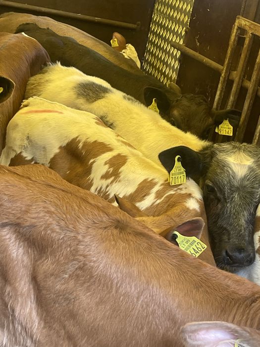 Sprzedam cielaki mięsne i samodzilne