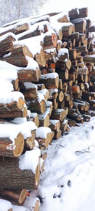 Drewno Kominkowe z Darmową Dostawą w Łodzi – Sprawdź Nasze Gatunki!