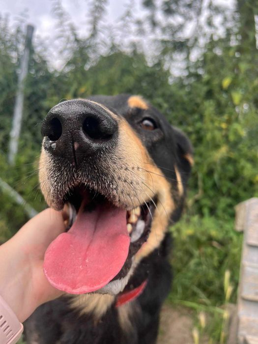 Piorun szuka wspaniałego domu. Pies o ogromnym sercu