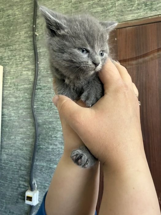 Дуже гарні кошенята Чернівці