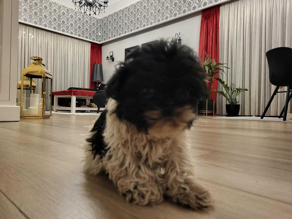 Szczeniaczek Shih Tzu
