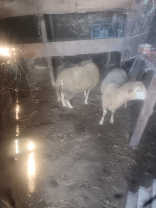 Ovelhas e carneiros animais novos