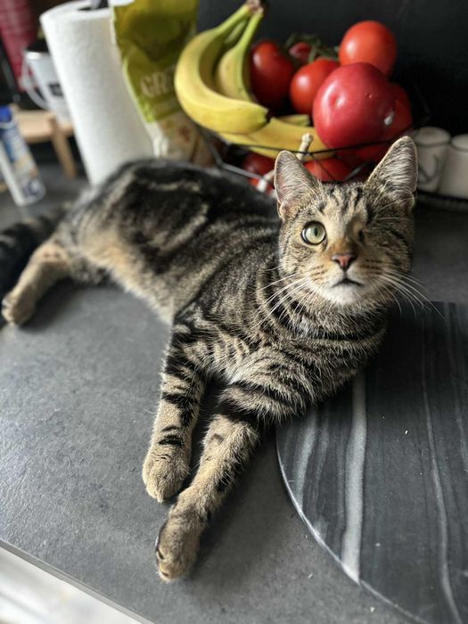 Sebastian szuka domu!